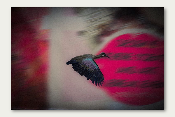 Not Bird View photography project