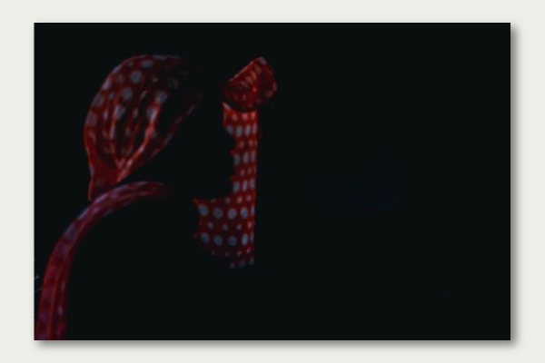 Private Figure photography project