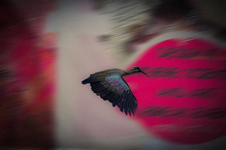 A bird in flight captured with motion blur against a red and softly abstract background